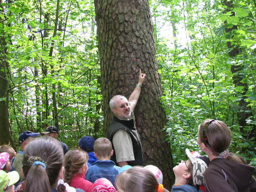 Na sciece edukacujnej przy starym drzewie zasuchani w jego histori.