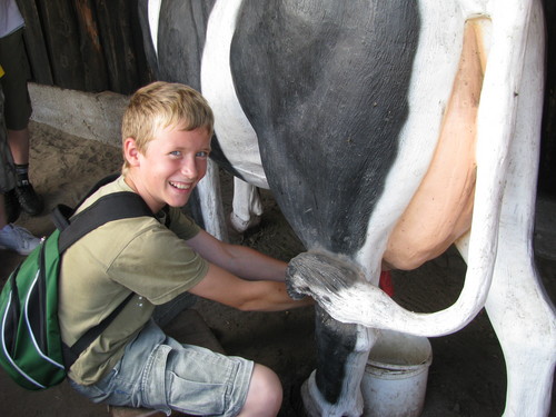 Adrian prbowa swoich si przy trudnej sztuce dojenia krowy